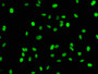 Immunofluorescence staining of Hela cells with CAC11932 at 1:43,counter-stained with DAPI. The cells were fixed in 4% formaldehyde, permeabilized using 0.2% Triton X-100 and blocked in 10% normal Goat Serum. The cells were then incubated with the antibody overnight at 4?.The secondary antibody was Alexa Fluor 488-congugated AffiniPure Goat Anti-Rabbit IgG (H+L).