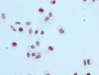 Immunocytochemistry analysis of CAC11942 diluted at 1:100 and staining in HepG2 cells performed on a Leica BondTM system. After dewaxing and hydration, antigen retrieval was mediated by high pressure in a citrate buffer (pH 6.0). Section was blocked with 10% normal goat serum 30min at RT. Then primary antibody (1% BSA) was incubated at 4? overnight. The primary is detected by a biotinylated secondary antibody and visualized using an HRP conjugated SP system.