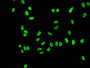 Immunofluorescence staining of Hela cells(treated by 15mM sodium butyrate for 30min) with CAC11942 at 1:43,counter-stained with DAPI. The cells were fixed in 4% formaldehyde, permeabilized using 0.2% Triton X-100 and blocked in 10% normal Goat Serum. The cells were then incubated with the antibody overnight at 4?.The secondary antibody was Alexa Fluor 488-congugated AffiniPure Goat Anti-Rabbit IgG (H+L).