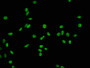 Immunofluorescence staining of Hela cells(treated by 15mM sodium butyrate for 30min) with CAC11944 at 1:84,counter-stained with DAPI. The cells were fixed in 4% formaldehyde, permeabilized using 0.2% Triton X-100 and blocked in 10% normal Goat Serum. The cells were then incubated with the antibody overnight at 4?.The secondary antibody was Alexa Fluor 488-congugated AffiniPure Goat Anti-Rabbit IgG (H+L).