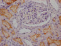 IHC image of CAC11960 diluted at 1:100 and staining in paraffin-embedded human kidney tissue performed on a Leica BondTM system. After dewaxing and hydration, antigen retrieval was mediated by high pressure in a citrate buffer (pH 6.0). Section was blocked with 10% normal goat serum 30min at RT. Then primary antibody (1% BSA) was incubated at 4? overnight. The primary is detected by a Goat anti-rabbit IgG polymer labeled by HRP and visualized using 0.05% DAB.