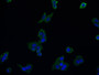Immunofluorescence staining of HepG2 cell with CAC11961 at 1:50, counter-stained with DAPI. The cells were fixed in 4% formaldehyde and blocked in 10% normal Goat Serum. The cells were then incubated with the antibody overnight at 4°C. The secondary antibody was Alexa Fluor 511-congugated AffiniPure Goat Anti-Rabbit IgG(H+L).
