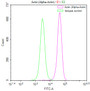 Overlay Peak curve showing A549 cells stained with CAC11963 (red line) at 1:50. The cells were fixed in 4% formaldehyde and permeated by 0.2% TritonX-100. Then 10% normal goat serum to block non-specific protein-protein interactions followed by the antibody (1ug/1*106cells) for 45min at 4?. The secondary antibody used was FITC-conjugated Goat Anti-rabbit IgG(H+L) at 1:200 dilution for 35min at 4?.Control antibody (green line) was rabbit IgG (1ug/1*106cells) used under the same conditions. Acquisition of >10,000 events was performed.