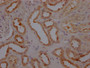IHC image of CAC11964 diluted at 1:100 and staining in paraffin-embedded human kidney tissue performed on a Leica BondTM system. After dewaxing and hydration, antigen retrieval was mediated by high pressure in a citrate buffer (pH 6.0). Section was blocked with 10% normal goat serum 30min at RT. Then primary antibody (1% BSA) was incubated at 4? overnight. The primary is detected by a Goat anti-rabbit IgG polymer labeled by HRP and visualized using 0.05% DAB.