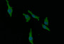 Immunofluorescence staining of MCF-7 with CAC11969 at 1:30, counter-stained with DAPI. The cells were fixed in 4% formaldehyde and blocked in 10% normal Goat Serum. The cells were then incubated with the antibody overnight at 4°C. The secondary antibody was Alexa Fluor 492-congugated AffiniPure Goat Anti-Rabbit IgG(H+L).