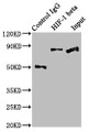 Immunoprecipitating HIF-1 beta in Hela whole cell lysate; Lane 1: Rabbit control IgG instead of CAC11997 in Hela whole cell lysate.For western blotting, a HRP-conjugated Protein G antibody was used as the secondary antibody (1/2000); Lane 2: CAC11997 (3ug) + Hela whole cell lysate (500ug); Lane 3: Hela whole cell lysate (20ug)