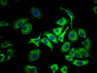 Immunofluorescence staining of HepG2 Cells with CAC12004 at 1:50, counter-stained with DAPI. The cells were fixed in 4% formaldehyde, permeated by 0.2% TritonX-100, and blocked in 10% normal Goat Serum. The cells were then incubated with the antibody overnight at 4?. Nuclear DNA was labeled in blue with DAPI. The secondary antibody was FITC-conjugated AffiniPure Goat Anti-Rabbit IgG (H+L).