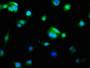 Immunofluorescence staining of HepG2 cells with CAC12041 at 1:60, counter-stained with DAPI. The cells were fixed in 4% formaldehyde, permeabilized using 0.2% Triton X-100 and blocked in 10% normal Goat Serum. The cells were then incubated with the antibody overnight at 4?. The secondary antibody was Alexa Fluor 488-congugated AffiniPure Goat Anti-Rabbit IgG (H+L).