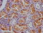 IHC image of CAC12046 diluted at 1:100 and staining in paraffin-embedded human kidney tissue performed on a Leica BondTM system. After dewaxing and hydration, antigen retrieval was mediated by high pressure in a citrate buffer (pH 6.0). Section was blocked with 10% normal goat serum 30min at RT. Then primary antibody (1% BSA) was incubated at 4? overnight. The primary is detected by a Goat anti-rabbit IgG polymer labeled by HRP and visualized using 0.05% DAB.