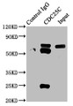 Immunoprecipitating CDC25C in HEK293 whole cell lysate; Lane 1: Rabbit control IgG instead of CAC12075 in HEK293 whole cell lysate.For western blotting, a HRP-conjugated Protein G antibody was used as the secondary antibody (1/2000); Lane 2: CAC12075 (3ug) + HEK293 whole cell lysate (500ug); Lane 3: HEK293 whole cell lysate (20ug)