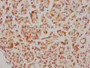 IHC image of CAC12078 diluted at 1:126.5 and staining in paraffin-embedded human pancreatic tissue performed on a Leica BondTM system. After dewaxing and hydration, antigen retrieval was mediated by high pressure in a citrate buffer (pH 6.0). Section was blocked with 10% normal goat serum 30min at RT. Then primary antibody (1% BSA) was incubated at 4? overnight. The primary is detected by a biotinylated secondary antibody and visualized using an HRP conjugated SP system.