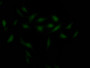 Immunofluorescence staining of Hela Cells with CAC12088 at 1:50, counter-stained with DAPI. The cells were fixed in 4% formaldehyde, permeated by 0.2% TritonX-100, and blocked in 10% normal Goat Serum. The cells were then incubated with the antibody overnight at 4?. Nuclear DNA was labeled in blue with DAPI. The secondary antibody was FITC-conjugated AffiniPure Goat Anti-Rabbit IgG (H+L).