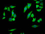 Immunofluorescence staining of HepG2 Cells with CAC12103 at 1:50, counter-stained with DAPI. The cells were fixed in 4% formaldehyde, permeated by 0.2% TritonX-100, and blocked in 10% normal Goat Serum. The cells were then incubated with the antibody overnight at 4?. Nuclear DNA was labeled in blue with DAPI. The secondary antibody was FITC-conjugated AffiniPure Goat Anti-Rabbit IgG (H+L).