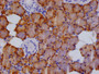 IHC image of CAC12112 diluted at 1:100 and staining in paraffin-embedded human salivary gland tissue performed on a Leica BondTM system. After dewaxing and hydration, antigen retrieval was mediated by high pressure in a citrate buffer (pH 6.0). Section was blocked with 10% normal goat serum 30min at RT. Then primary antibody (1% BSA) was incubated at 4°C overnight. The primary is detected by a Goat anti-rabbit polymer IgG labeled by HRP and visualized using 0.05% DAB.