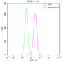 Overlay Peak curve showing A549 cells stained with CAC12126 (red line) at 1:50. The cells were fixed in 4% formaldehyde and permeated by 0.2% TritonX-100. Then 10% normal goat serum to block non-specific protein-protein interactions followed by the antibody (1ug/1*106cells) for 45min at 4?. The secondary antibody used was FITC-conjugated Goat Anti-rabbit IgG(H+L) at 1:200 dilution for 35min at 4?.Control antibody (green line) was rabbit IgG (1ug/1*106cells) used under the same conditions. Acquisition of >10,000 events was performed.