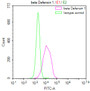 Overlay Peak curve showing HepG2 cells stained with CAC12130 (red line) at 1:50. The cells were fixed in 4% formaldehyde and permeated by 0.2% TritonX-100. Then 10% normal goat serum to block non-specific protein-protein interactions followed by the antibody (1ug/1*106cells) for 45min at 4?. The secondary antibody used was FITC-conjugated Goat Anti-rabbit IgG(H+L) at 1:200 dilution for 35min at 4?.Control antibody (green line) was rabbit IgG (1ug/1*106cells) used under the same conditions. Acquisition of >10,000 events was performed.