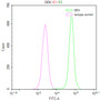 Overlay Peak curve showing Hela cells stained with CAC12131 (red line) at 1:50. The cells were fixed in 4% formaldehyde and permeated by 0.2% TritonX-100. Then 10% normal goat serum to block non-specific protein-protein interactions followed by the antibody (1ug/1*106cells) for 45min at 4?. The secondary antibody used was FITC-conjugated Goat Anti-rabbit IgG(H+L) at 1:200 dilution for 35min at 4?.Control antibody (green line) was rabbit IgG (1ug/1*106cells) used under the same conditions. Acquisition of >10,000 events was performed.