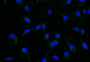 Immunofluorescence staining of SH-SY5Y with CAC12139 at 1:25, counter-stained with DAPI. The cells were fixed in 4% formaldehyde and blocked in 10% normal Goat Serum. The cells were then incubated with the antibody overnight at 4°C. The secondary antibody was Alexa Fluor 506-congugated AffiniPure Goat Anti-Rabbit IgG(H+L).