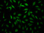 Immunofluorescence staining of Hela Cells with CAC12160 at 1:50, counter-stained with DAPI. The cells were fixed in 4% formaldehyde, permeated by 0.2% TritonX-100, and blocked in 10% normal Goat Serum. The cells were then incubated with the antibody overnight at 4?. Nuclear DNA was labeled in blue with DAPI. The secondary antibody was FITC-conjugated AffiniPure Goat Anti-Rabbit IgG (H+L).