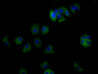 Immunofluorescence staining of MCF7 Cells with CAC12161 at 1:50, counter-stained with DAPI. The cells were fixed in 4% formaldehyde and blocked in 10% normal Goat Serum. The cells were then incubated with the antibody overnight at 4?. Nuclear DNA was labeled in blue with DAPI. The secondary antibody was FITC-conjugated AffiniPure Goat Anti-Rabbit IgG (H+L).