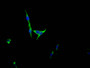 Immunofluorescence staining of HepG2 Cells with CAC12179 at 1:50, counter-stained with DAPI. The cells were fixed in 4% formaldehyde, permeated by 0.2% TritonX-100, and blocked in 10% normal Goat Serum. The cells were then incubated with the antibody overnight at 4?. Nuclear DNA was labeled in blue with DAPI. The secondary antibody was FITC-conjugated AffiniPure Goat Anti-Rabbit IgG (H+L).