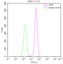 Overlay Peak curve showing MCF-7 cells stained with CAC12185 (red line) at 1:50. The cells were fixed in 4% formaldehyde and permeated by 0.2% TritonX-100. Then 10% normal goat serum to block non-specific protein-protein interactions followed by the antibody (1ug/1*106cells) for 45min at 4?. The secondary antibody used was FITC-conjugated Goat Anti-rabbit IgG(H+L) at 1:200 dilution for 35min at 4?.Control antibody (green line) was rabbit IgG (1ug/1*106cells) used under the same conditions. Acquisition of >10,000 events was performed.