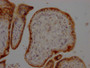 IHC image of CAC12195 diluted at 1:100 and staining in paraffin-embedded human placenta tissue performed on a Leica BondTM system. After dewaxing and hydration, antigen retrieval was mediated by high pressure in a citrate buffer (pH 6.0). Section was blocked with 10% normal goat serum 30min at RT. Then primary antibody (1% BSA) was incubated at 4? overnight. The primary is detected by a Goat anti-rabbit IgG polymer labeled by HRP and visualized using 0.05% DAB.