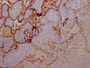 IHC image of CAC12219 diluted at 1:100 and staining in paraffin-embedded human placenta tissue performed on a Leica BondTM system. After dewaxing and hydration, antigen retrieval was mediated by high pressure in a citrate buffer (pH 6.0). Section was blocked with 10% normal goat serum 30min at RT. Then primary antibody (1% BSA) was incubated at 4? overnight. The primary is detected by a Goat anti-rabbit IgG polymer labeled by HRP and visualized using 0.05% DAB.