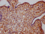 IHC image of CAC12220 diluted at 1:100 and staining in paraffin-embedded human placenta tissue performed on a Leica BondTM system. After dewaxing and hydration, antigen retrieval was mediated by high pressure in a citrate buffer (pH 6.0). Section was blocked with 10% normal goat serum 30min at RT. Then primary antibody (1% BSA) was incubated at 4? overnight. The primary is detected by a Goat anti-rabbit IgG polymer labeled by HRP and visualized using 0.05% DAB.