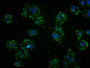 Immunofluorescence staining of HepG2 cells with CAC12225 at 1:41, counter-stained with DAPI. The cells were fixed in 4% formaldehyde, permeabilized using 0.2% Triton X-100 and blocked in 10% normal Goat Serum. The cells were then incubated with the antibody overnight at 4?. The secondary antibody was Alexa Fluor 488-congugated AffiniPure Goat Anti-Rabbit IgG (H+L).