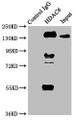 Immunoprecipitating HDAC6 in HepG2 whole cell lysate; Lane 1: Rabbit control IgG instead of CAC12234 in HepG2 whole cell lysate.For western blotting, a HRP-conjugated Protein G antibody was used as the secondary antibody (1/2000); Lane 2: CAC12234 (3ug) + HepG2 whole cell lysate (500ug); Lane 3: HepG2 whole cell lysate (20ug)