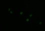 Immunofluorescence staining of Hela with CAC12240 at 1:30, counter-stained with DAPI. The cells were fixed in 4% formaldehyde and blocked in 10% normal Goat Serum. The cells were then incubated with the antibody overnight at 4°C. The secondary antibody was Alexa Fluor 504-congugated AffiniPure Goat Anti-Rabbit IgG(H+L).