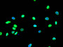 Immunofluorescence staining of A549 with CAC12242 at 1:10, counter-stained with DAPI. The cells were fixed in 4% formaldehyde and blocked in 10% normal Goat Serum. The cells were then incubated with the antibody overnight at 4°C. The secondary antibody was Alexa Fluor 490-congugated AffiniPure Goat Anti-Rabbit IgG(H+L).