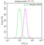 Overlay Peak curve showing Hela cells stained with CAC12248 (red line) at 1:100. The cells were fixed in 4% formaldehyde and permeated by 0.2% TritonX-100. Then 10% normal goat serum to block non-specific protein-protein interactions followed by the antibody (1ug/1*106cells) for 45min at 4?. The secondary antibody used was FITC-conjugated Goat Anti-rabbit IgG(H+L) at 1:200 dilution for 35min at 4?.Control antibody (green line) was rabbit IgG (1ug/1*106cells) used under the same conditions. Acquisition of >10,000 events was performed.