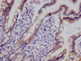IHC image of CAC12249 diluted at 1:100 and staining in paraffin-embedded human small intestine tissue performed on a Leica BondTM system. After dewaxing and hydration, antigen retrieval was mediated by high pressure in a citrate buffer (pH 6.0). Section was blocked with 10% normal goat serum 30min at RT. Then primary antibody (1% BSA) was incubated at 4°C overnight. The primary is detected by a Goat anti-rabbit polymer IgG labeled by HRP and visualized using 0.05% DAB.