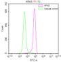 Overlay Peak curve showing SH-SY5Y cells stained with CAC12254 (red line) at 1:50. The cells were fixed in 4% formaldehyde and permeated by 0.2% TritonX-100. Then 10% normal goat serum to block non-specific protein-protein interactions followed by the antibody (1ug/1*106cells) for 45min at 4?. The secondary antibody used was FITC-conjugated Goat Anti-rabbit IgG(H+L) at 1:200 dilution for 35min at 4?.Control antibody (green line) was rabbit IgG (1ug/1*106cells) used under the same conditions. Acquisition of >10,000 events was performed.