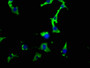 Immunofluorescence staining of NIH/3T3 cells with CAC12259 at 1:26, counter-stained with DAPI. The cells were fixed in 4% formaldehyde, permeabilized using 0.2% Triton X-100 and blocked in 10% normal Goat Serum. The cells were then incubated with the antibody overnight at 4?. The secondary antibody was Alexa Fluor 488-congugated AffiniPure Goat Anti-Rabbit IgG (H+L).