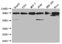 Western Blot; Positive WB detected in: HepG2 whole cell lysate, U251 whole cell lysate, MCF-7 whole cell lysate, A549 whole cell lysate, HEK293 whole cell lysate, Hela whole cell lysate; All lanes: HSP90AB1 antibody at 1:2000; Secondary; Goat polyclonal to rabbit IgG at 1/50000 dilution; Predicted band size: 84 kDa; Observed band size: 80-90 kDa