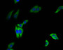 Immunofluorescence staining of HepG2 cell with CAC12262 at 1:50, counter-stained with DAPI. The cells were fixed in 4% formaldehyde and blocked in 10% normal Goat Serum. The cells were then incubated with the antibody overnight at 4°C. The secondary antibody was Alexa Fluor 495-congugated AffiniPure Goat Anti-Rabbit IgG(H+L).