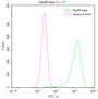 Overlay Peak curve showing Hela cells stained with CAC12263 (red line) at 1:50. The cells were fixed in 4% formaldehyde and permeated by 0.2% TritonX-100. Then 10% normal goat serum to block non-specific protein-protein interactions followed by the antibody (1ug/1*106cells) for 45min at 4?. The secondary antibody used was FITC-conjugated Goat Anti-rabbit IgG(H+L) at 1:200 dilution for 35min at 4?.Control antibody (green line) was rabbit IgG (1ug/1*106cells) used under the same conditions. Acquisition of >10,000 events was performed.