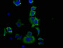 Immunofluorescence staining of MCF-7 cells with CAC12265 at 1:20, counter-stained with DAPI. The cells were fixed in 4% formaldehyde, permeabilized using 0.2% Triton X-100 and blocked in 10% normal Goat Serum. The cells were then incubated with the antibody overnight at 4?. The secondary antibody was Alexa Fluor 488-congugated AffiniPure Goat Anti-Rabbit IgG (H+L).