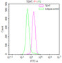 Overlay Peak curve showing SH-SY5Y cells stained with CAC12283 (red line) at 1:50. The cells were fixed in 4% formaldehyde and permeated by 0.2% TritonX-100. Then 10% normal goat serum to block non-specific protein-protein interactions followed by the antibody (1ug/1*106cells) for 45min at 4?. The secondary antibody used was FITC-conjugated Goat Anti-rabbit IgG(H+L) at 1:200 dilution for 35min at 4?.Control antibody (green line) was rabbit IgG (1ug/1*106cells) used under the same conditions. Acquisition of >10,000 events was performed.