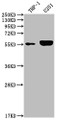 Western Blot; Positive WB detected in: THP-1 whole cell lysate, U251 whole cell lysate; All lanes: IRAK4 antibody at 1:2000; Secondary; Goat polyclonal to rabbit IgG at 1/50000 dilution; Predicted band size: 52, 38 kDa; Observed band size: 55 kDa