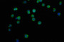 Immunofluorescence staining of THP-1 cell with CAC12296 at 1:50, counter-stained with DAPI. The cells were fixed in 4% formaldehyde and blocked in 10% normal Goat Serum. The cells were then incubated with the antibody overnight at 4°C. The secondary antibody was Alexa Fluor 490-congugated AffiniPure Goat Anti-Rabbit IgG(H+L).