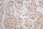 IHC image of CAC12319 diluted at 1:100 and staining in paraffin-embedded human placenta tissue performed on a Leica BondTM system. After dewaxing and hydration, antigen retrieval was mediated by high pressure in a citrate buffer (pH 6.0). Section was blocked with 10% normal goat serum 30min at RT. Then primary antibody (1% BSA) was incubated at 4°C overnight. The primary is detected by a Goat anti-rabbit polymer IgG labeled by HRP and visualized using 0.37% DAB.