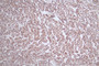 IHC image of CAC12323 diluted at 1:50 and staining in paraffin-embedded human tonsil tissue performed on a Leica BondTM system. After dewaxing and hydration, antigen retrieval was mediated by high pressure in a citrate buffer (pH 6.0). Section was blocked with 10% normal goat serum 30min at RT. Then primary antibody (1% BSA) was incubated at 4°C overnight. The primary is detected by a Goat anti-rabbit polymer IgG labeled by HRP and visualized using 0.52% DAB.