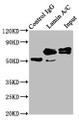 Immunoprecipitating Lamin A/C in Hela whole cell lysate; Lane 1: Rabbit control IgG instead of CAC12327 in Hela whole cell lysate.For western blotting, a HRP-conjugated Protein G antibody was used as the secondary antibody (1/2000); Lane 2: CAC12327 (3ug) + Hela whole cell lysate (500ug); Lane 3: Hela whole cell lysate (20ug)