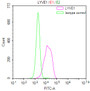 Overlay Peak curve showing HepG2 cells stained with CAC12335 (red line) at 1:50. The cells were fixed in 4% formaldehyde and permeated by 0.2% TritonX-100. Then 10% normal goat serum to block non-specific protein-protein interactions followed by the antibody (1ug/1*106cells) for 45min at 4?. The secondary antibody used was FITC-conjugated Goat Anti-rabbit IgG(H+L) at 1:200 dilution for 35min at 4?.Control antibody (green line) was rabbit IgG (1ug/1*106cells) used under the same conditions. Acquisition of >10,000 events was performed.