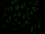 Immunofluorescence staining of Hela Cells with CAC12336 at 1:50, counter-stained with DAPI. The cells were fixed in 4% formaldehyde, permeated by 0.2% TritonX-100, and blocked in 10% normal Goat Serum. The cells were then incubated with the antibody overnight at 4?. Nuclear DNA was labeled in blue with DAPI. The secondary antibody was FITC-conjugated AffiniPure Goat Anti-Rabbit IgG (H+L).