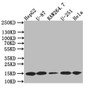 Western Blot; Positive WB detected in: HepG2 whole cell lysate,U87 whole cell lysate,RAW264.7 whole cell lysate,U251 whole cell lysate,Hela whole cell lysate; All lanes: LC3B antibody at 1:500; Secondary; Goat polyclonal to rabbit IgG at 1/50000 dilution; Predicted band size: 15 kDa; Observed band size: 15 kDa
